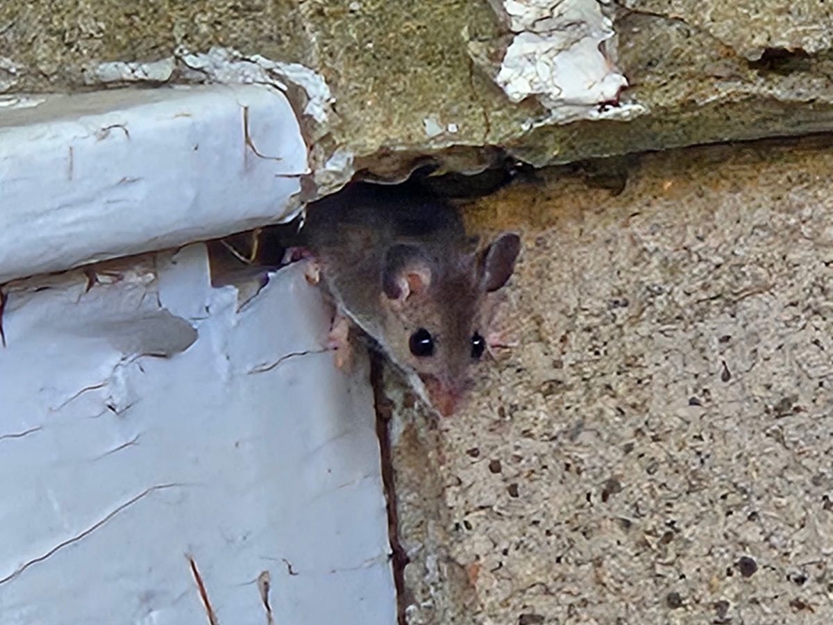 Une souris qui passe par une fissure entre la moulure et la fondation